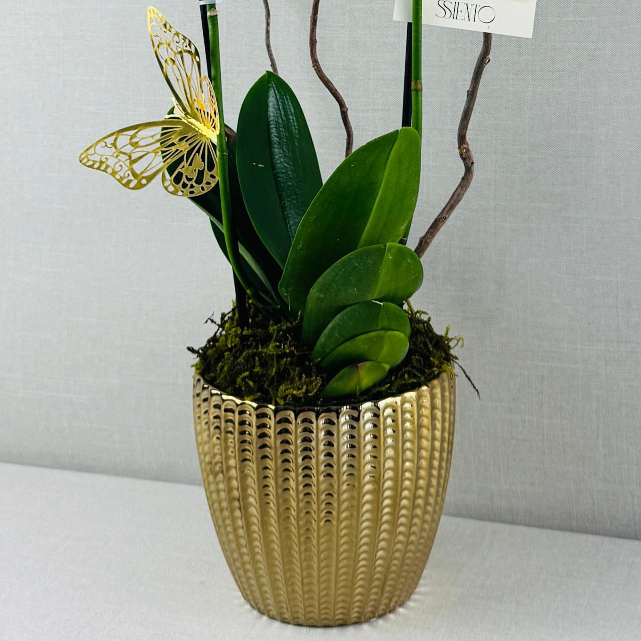 ORQUIDEAS NATURALES - Imagen 3