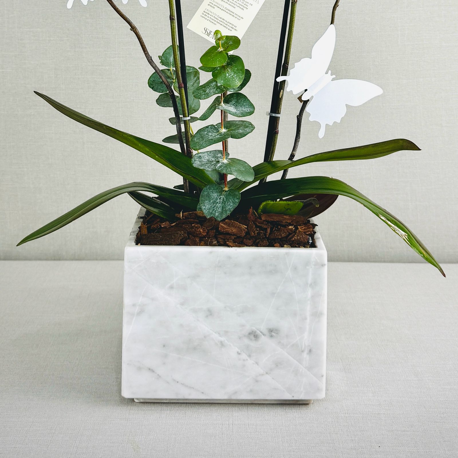 ORQUIDEAS NATURALES - Imagen 6