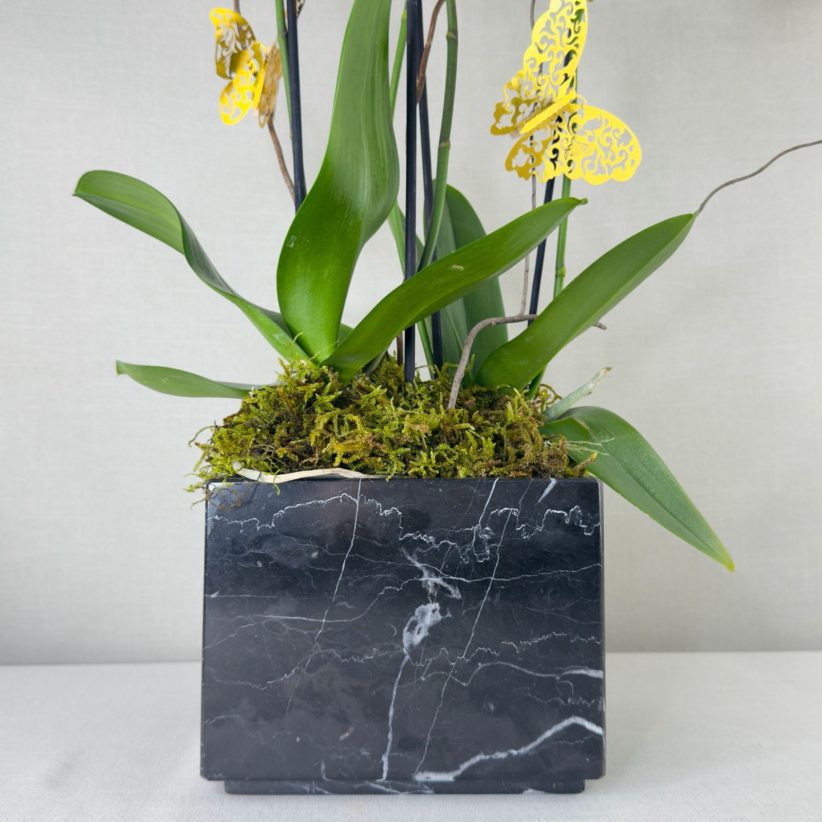 ORQUIDEAS NATURALES - Imagen 7