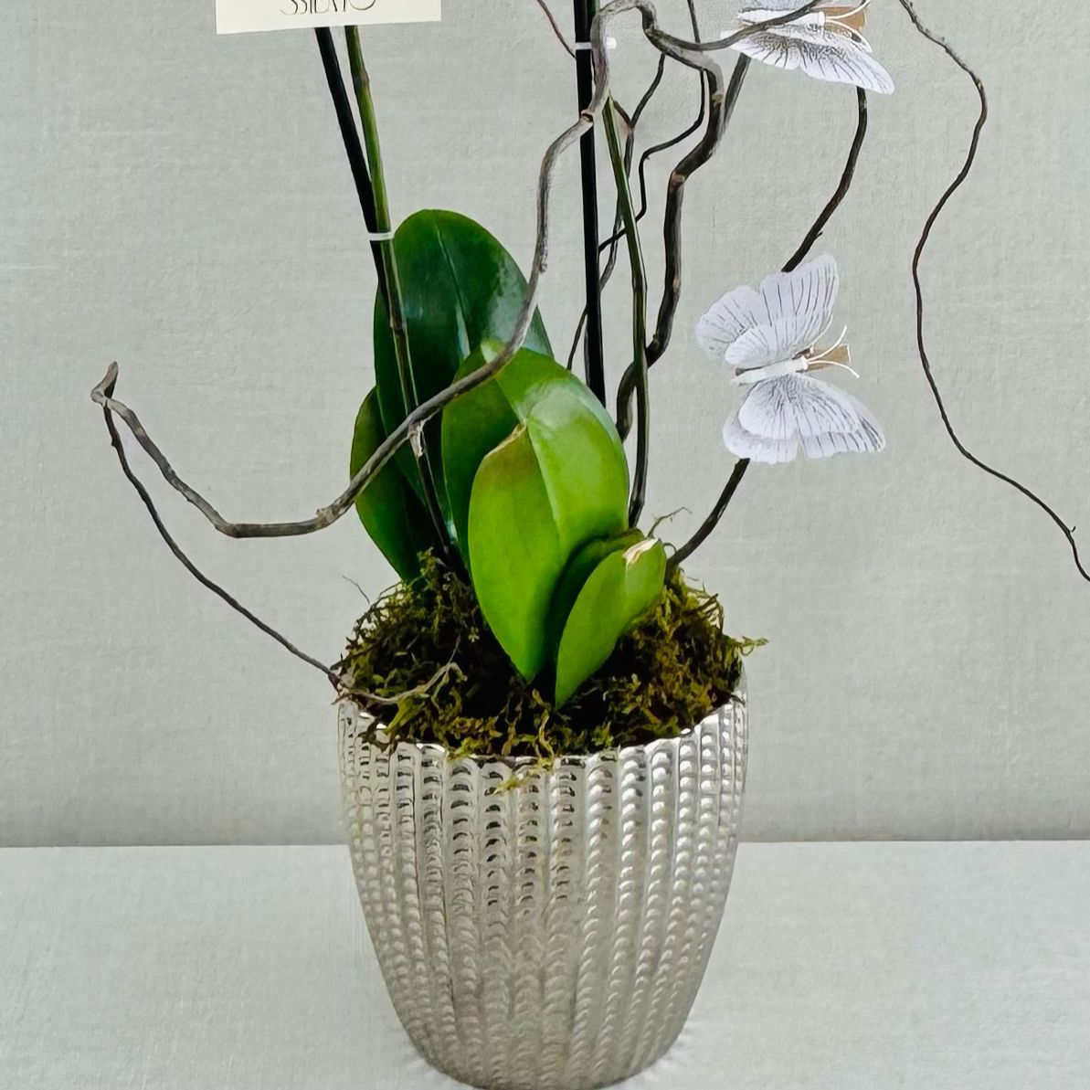 ORQUIDEAS NATURALES - Imagen 5
