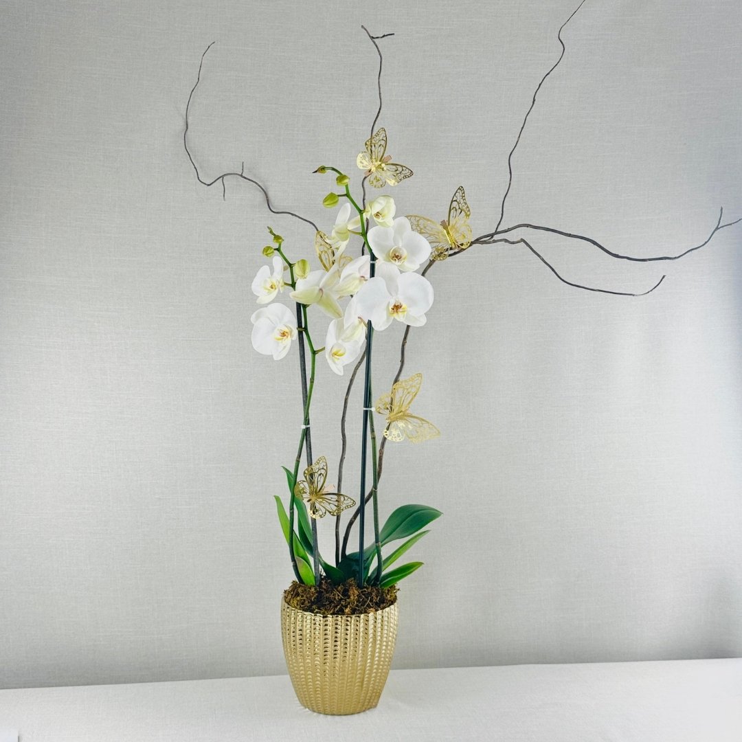 Orquidea Natura- Dorado 2