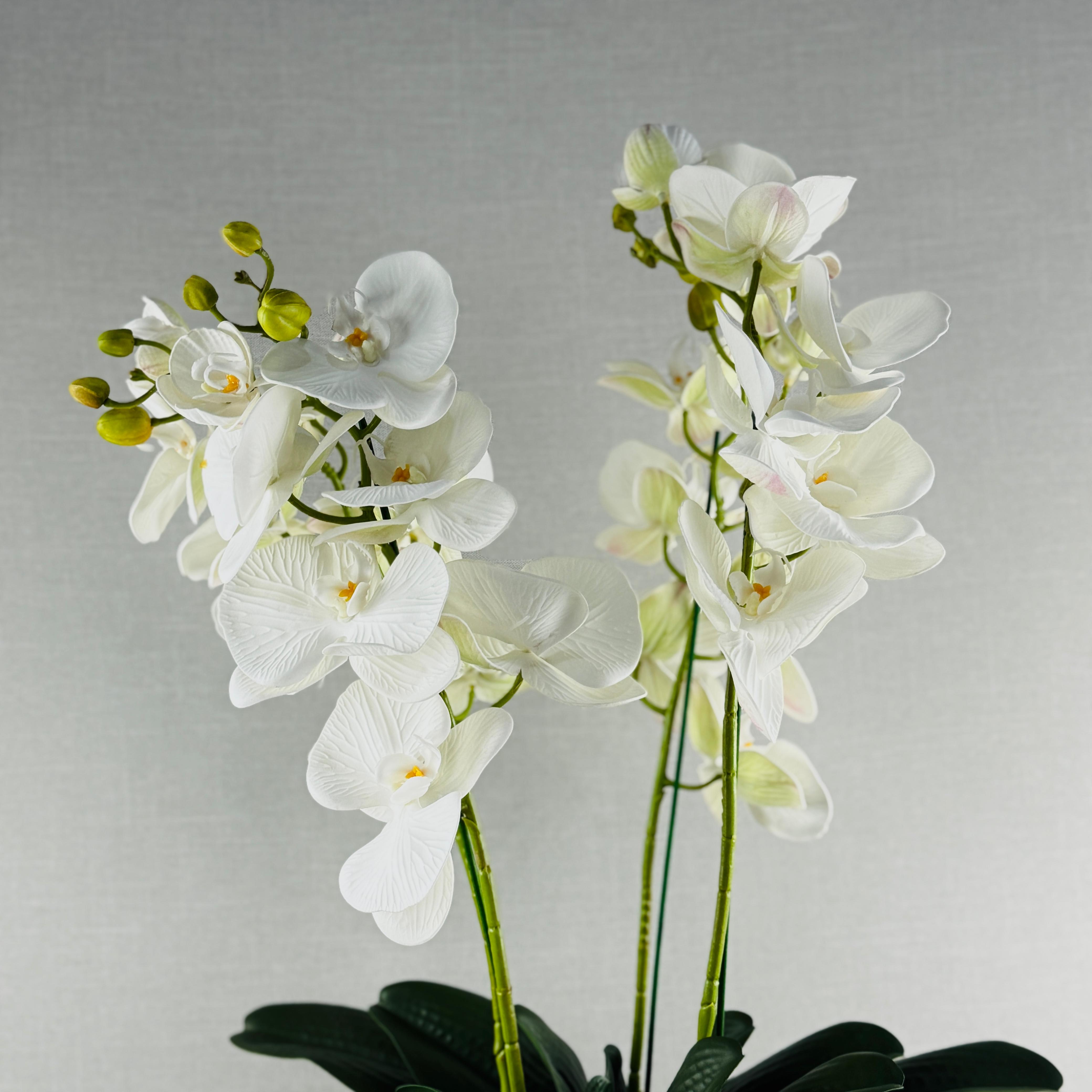 ORQUÍDEA DOBLE EN MACETA PLATEADA - Imagen 3
