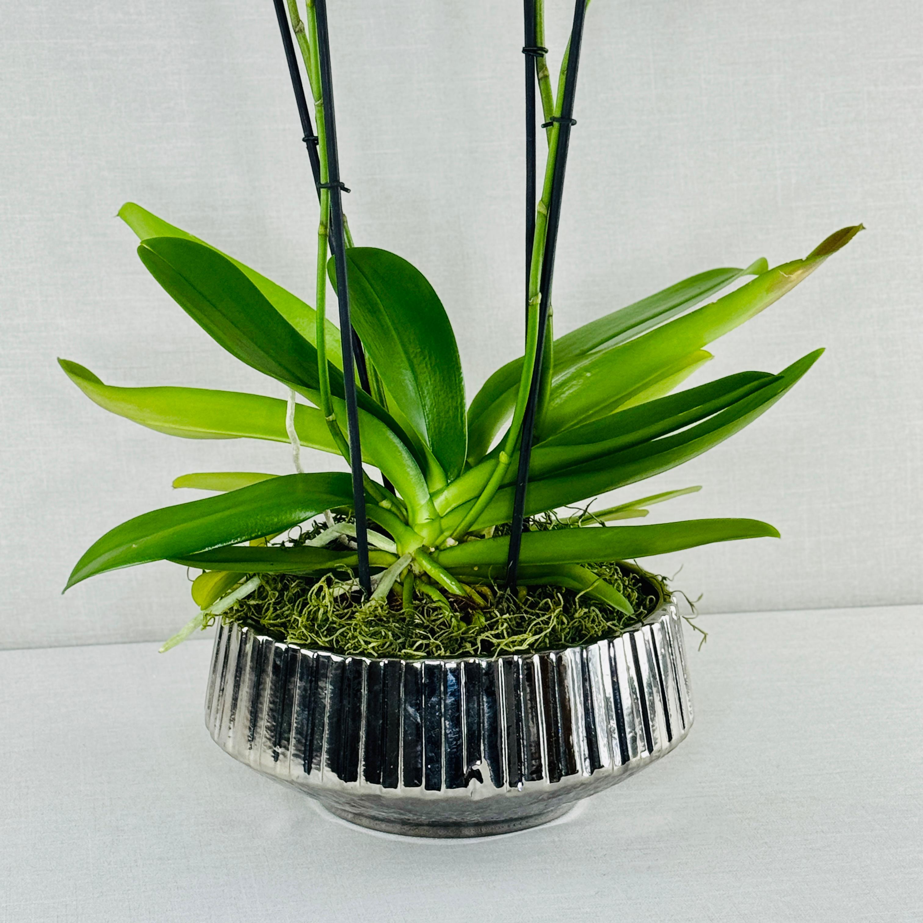 ORQUÍDEA DOBLE EN MACETA PLATEADA - Imagen 4