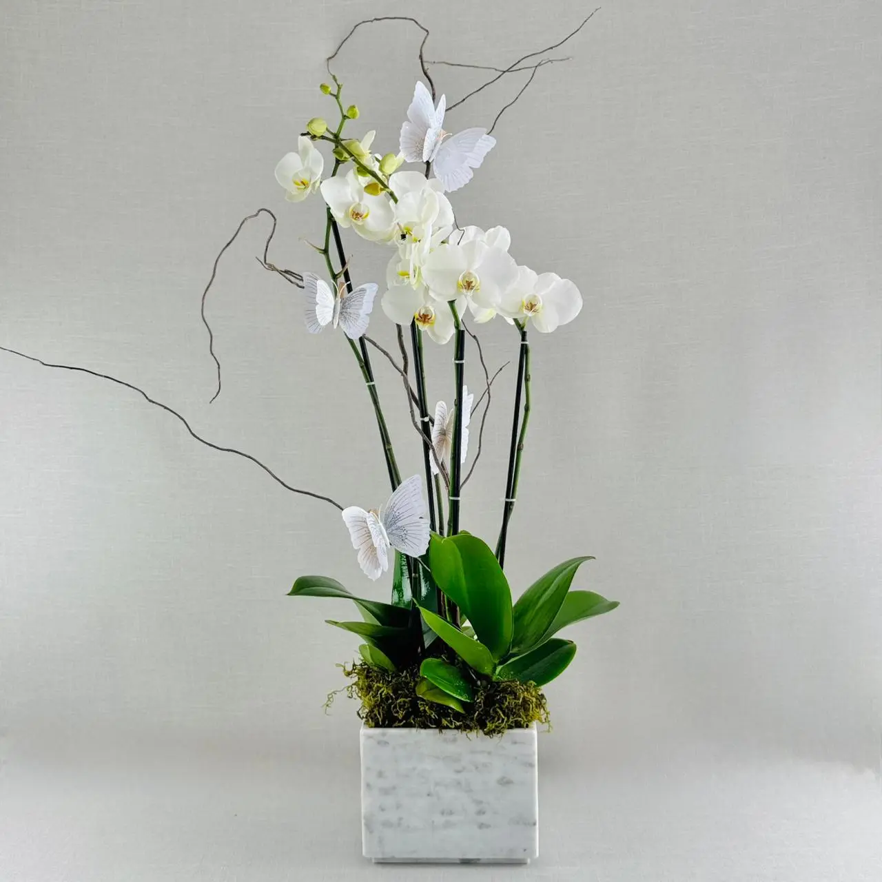ORQUÍDEA NATURAL DOBLE CON CUATRO VARAS