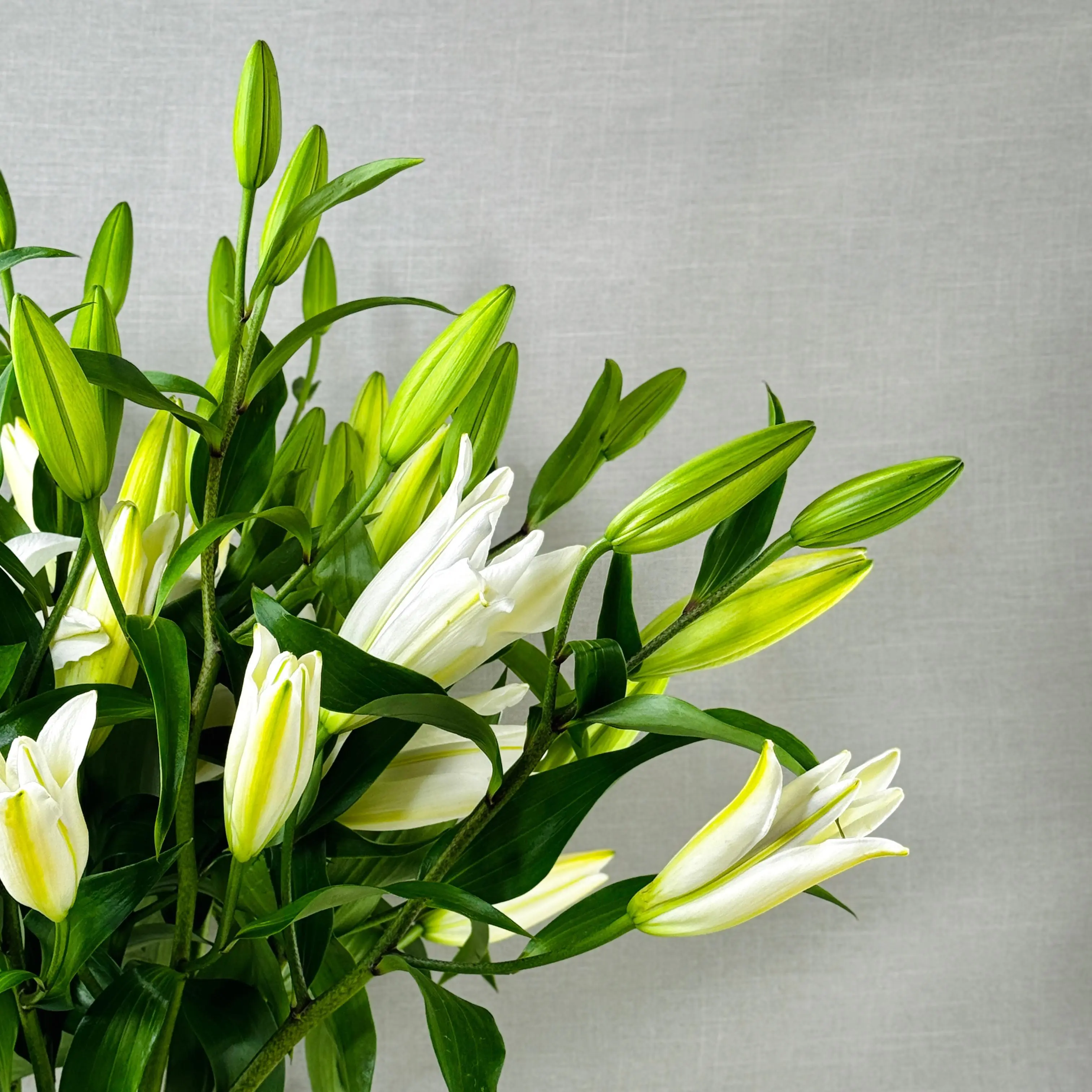 FLORES CASA BLANCA - Imagen 2