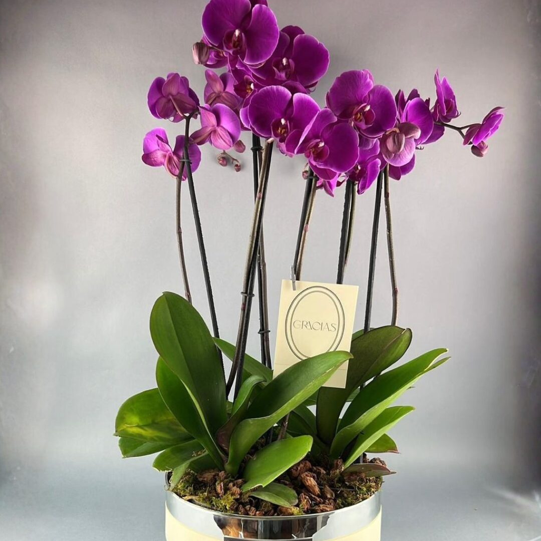 ORQUÍDEAS DE COLOR NATURALES GRANDE