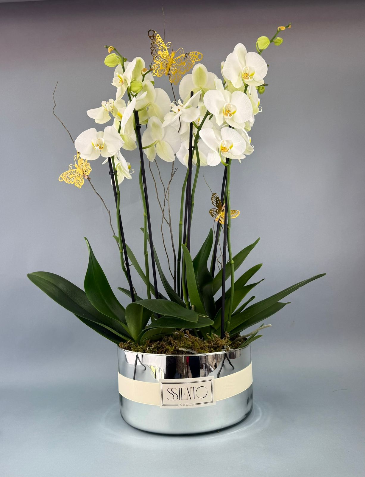 ORQUÍDEAS BLANCAS NATURALES GRANDE