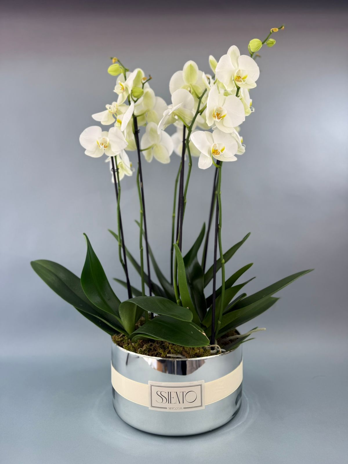 ORQUÍDEAS BLANCAS NATURALES GRANDE - Imagen 2