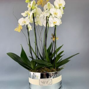 ORQUÍDEAS BLANCAS NATURALES GRANDE