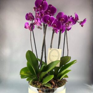 ORQUÍDEAS DE COLOR NATURALES GRANDE